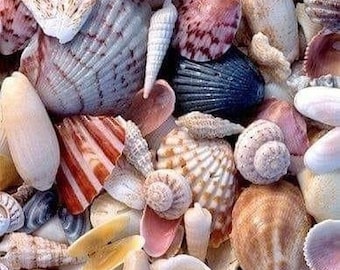 Beach Shells, Beach Seashells, Beach Shell Decor, Craft Shells, Craft Seashells, Seashells For Crafting, Shells For Wedding, Shells For Art