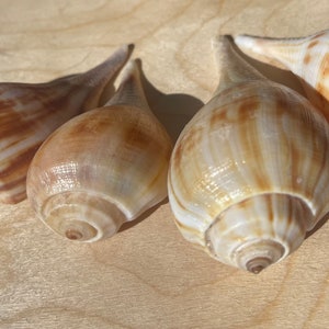 Puede incluir: Cuatro conchas marinas en forma de pera con superficies lisas y brillantes. Cada concha presenta una base de color crema con patrones marrones alargados y en espiral que se estrechan hacia un extremo puntiagudo.