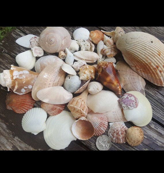 Beach Shells Beach Seashells Beach Shell Decor Craft Etsy