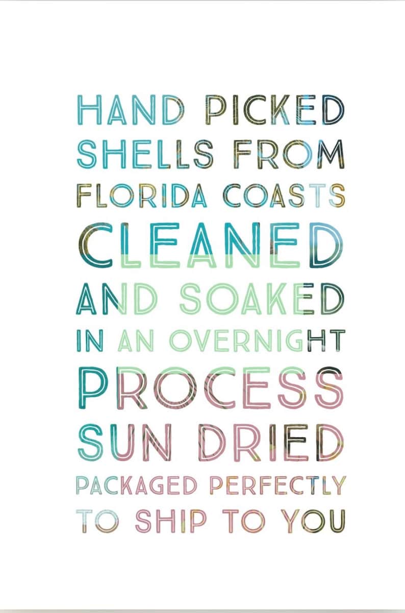 Puede incluir: Un letrero rectangular blanco con texto multicolor que dice: HAND PICKED SHELLS FROM FLORIDA COASTS CLEANED AND SOAKED IN AN OVERNIGHT PROCESS SUN DRIED PACKAGED PERFECTLY TO SHIP TO YOU. Las letras tienen un relleno texturizado y estampado.