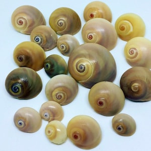 Beach Shells, Beach Seashells, Seashells Decor, Shell Decor, Natrual Shell, Seashells For Crafts, Craft Shells, Craft Seashells, Bulk