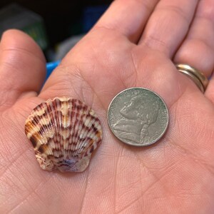 Puede incluir: Una peque&ntilde;a concha marina en forma de abanico con una textura acanalada y un patr&oacute;n de rayas de color marr&oacute;n oscuro y crema, colocada junto a una moneda de cinco centavos de n&iacute;quel de Estados Unidos para comparar el tama&ntilde;o.