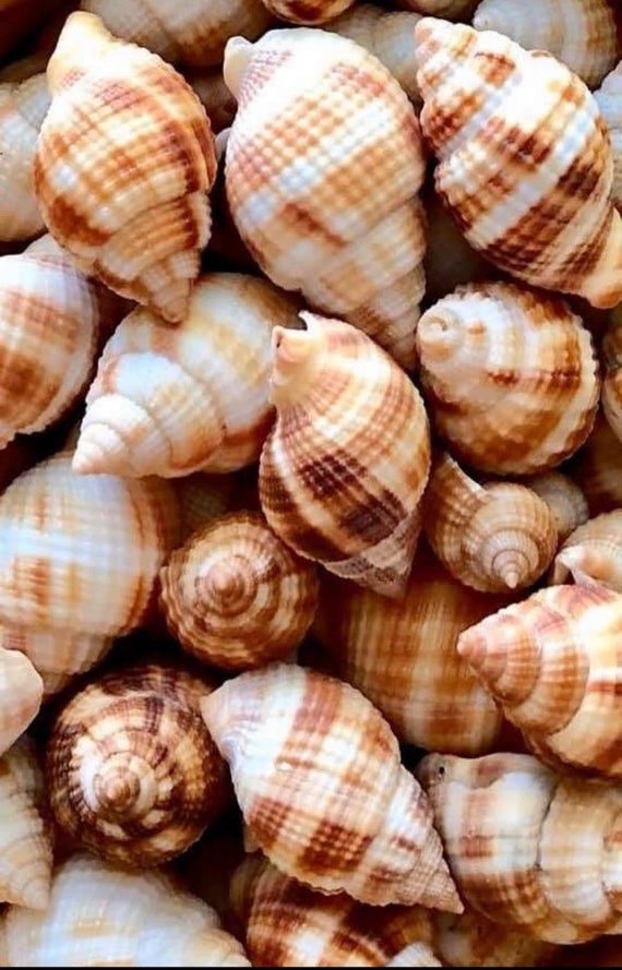 Natural Seashells, Natural Sea Shells, Natural Shells, Craft Seashells,  Seashells for Crafts, Shells for Art, Bulk Seashells, Bulk Shells 