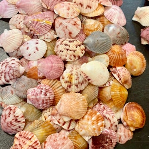 Puede incluir: Una colecci&oacute;n de peque&ntilde;as conchas bivalvas en forma de abanico en varios tonos de blanco, rosa, bronceado y marr&oacute;n. Las conchas presentan crestas radiales distintas y patrones moteados intrincados, con algunas de color s&oacute;lido y otras con manchas.