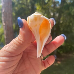 Puede incluir: Una concha marina en espiral con una forma lisa y alargada y un &aacute;pice puntiagudo. El exterior presenta una base de color blanco crema con sutiles rayas y patrones de color naranja claro. La abertura interior es de un tono naranja c&aacute;lido.
