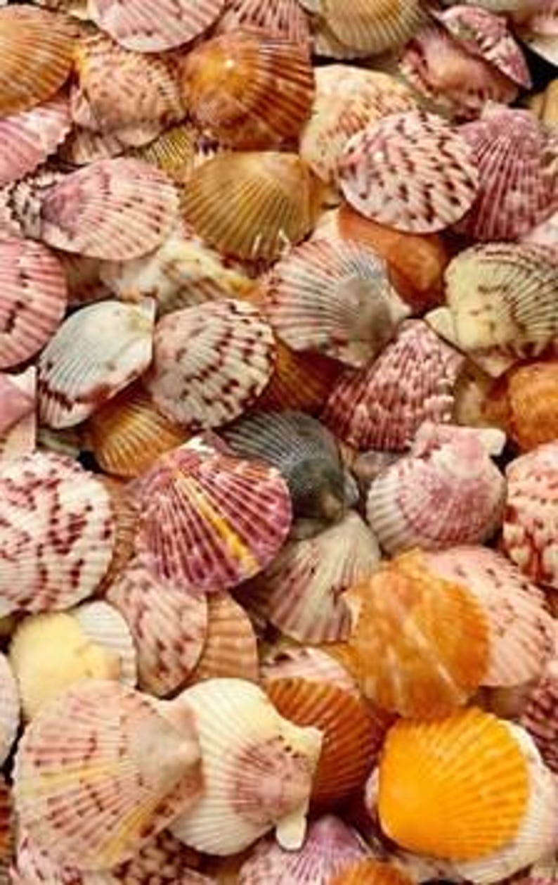 Puede incluir: Una colecci&oacute;n de conchas de abanico variadas que presentan una gama de colores que incluye tonos rosa, naranja, amarillo, marr&oacute;n y blanco. Cada concha muestra una textura estriada distintiva y patrones &uacute;nicos de puntos y rayas.