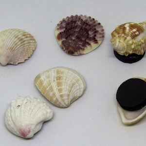 May include: Six seashells of various shapes and sizes, including a scallop shell, a cone shell, and a clam shell. Some of the shells are attached to black magnets.