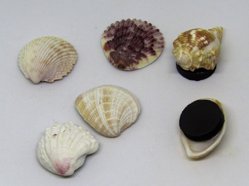 May include: Six seashells of various shapes and sizes, including a scallop shell, a cone shell, and a clam shell. Some of the shells are attached to black magnets.