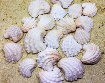 Shell Art, Shells Art, Shells For Art, Shells For Crafting, Shells And Beads, Craft Shells, Wedding Seashells, Beach Decorations
