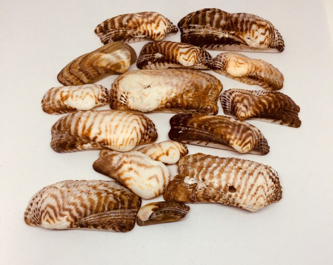 Bulk Shells /Wholesale 