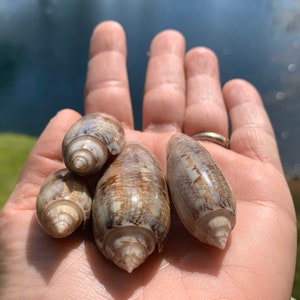Craft Shells, Crafting Shells, Shell Crafts, Seashells For Crafts, Seashells Art, Art Shell, Shells For Sale, Shells For Decoration