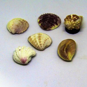 May include: Six seashells of various shapes and colors, including a purple and white shell, a brown and white shell, and a pink and white shell.
