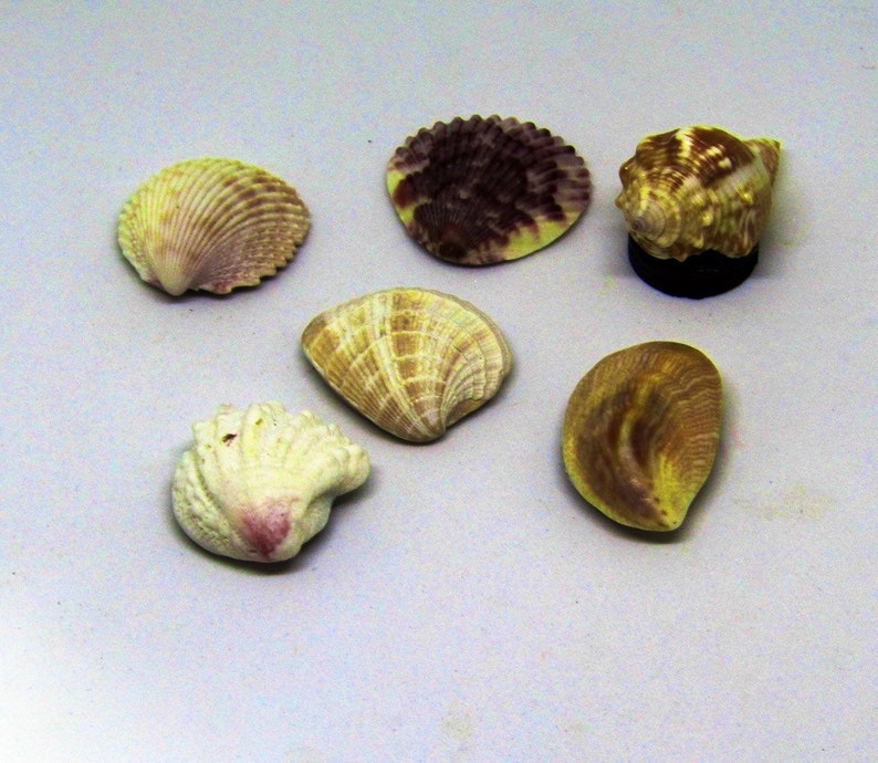 May include: Six seashells of various shapes and colors, including a purple and white shell, a brown and white shell, and a pink and white shell.