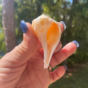 Puede incluir: Una concha marina en espiral con una forma lisa y alargada y un &aacute;pice puntiagudo. El exterior presenta una base de color blanco crema con sutiles rayas y patrones de color naranja claro. La abertura interior es de un tono naranja c&aacute;lido.