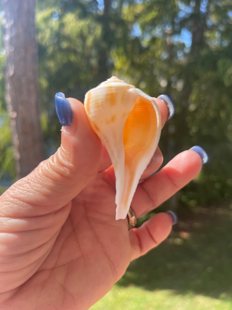 Puede incluir: Una concha marina en espiral con una forma lisa y alargada y un &aacute;pice puntiagudo. El exterior presenta una base de color blanco crema con sutiles rayas y patrones de color naranja claro. La abertura interior es de un tono naranja c&aacute;lido.