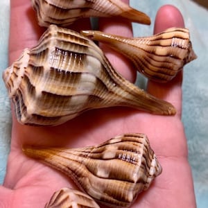 Seashells Art, Seashells For Art, Shells For Art, Seashells For Crafts, Bulk Shells, Shells, Shell Crafts, Natural Shell, Natural Seashells