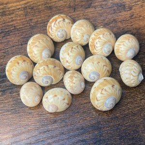 Natural Seashells, Natural Sea Shells, Natural Shells, Craft Seashells, Seashells For Crafts, Shells For Art, Bulk Seashells, Bulk Shells