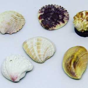 May include: Six seashells of various shapes and colors. The shells are arranged on a white surface. The shells are a mix of white, brown, and purple.