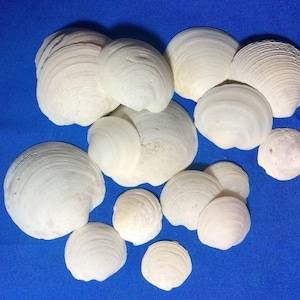 White Shells, White Seashells, White Sea Shells, Shells For Sale, Craft Seashells, Seashells For Crafts, Beach Seashells, Natural Shell