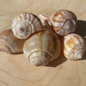Puede incluir: Un grupo de cinco conchas marinas con superficies lisas y brillantes. Las conchas presentan una estructura en espiral con una paleta de colores crema, bronceado y marr&oacute;n claro, mostrando distintos patrones de rayas verticales y horizontales.