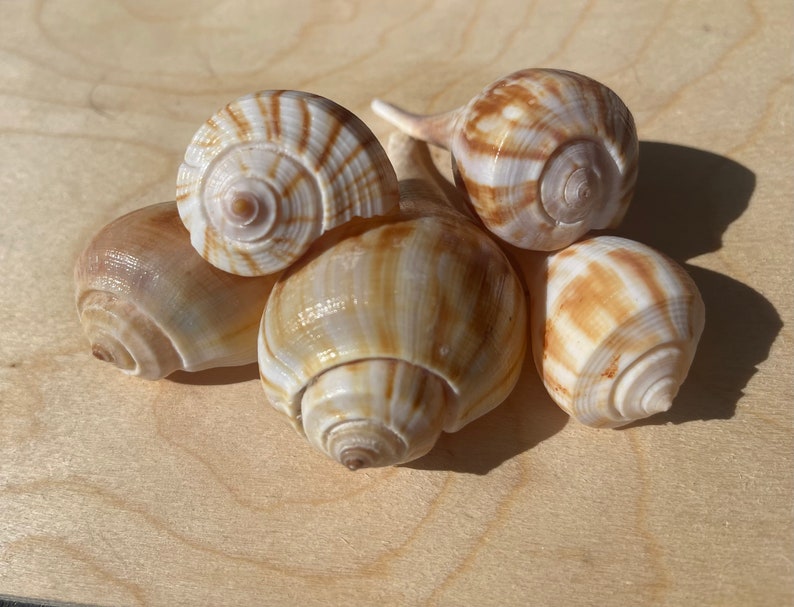 Puede incluir: Un grupo de cinco conchas marinas con superficies lisas y brillantes. Las conchas presentan una estructura en espiral con una paleta de colores crema, bronceado y marr&oacute;n claro, mostrando distintos patrones de rayas verticales y horizontales.