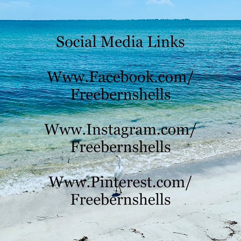Puede incluir: Una garceta blanca se encuentra en una playa de arena junto al oc&eacute;ano. El texto dice: Social Media Links, Www.Facebook.com/Freebernshells, Www.Instagram.com/Freebernshells y Www.Pinterest.com/Freebernshells, sobre el agua azul y la orilla.