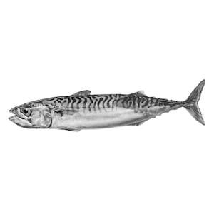 Mackerel #1 -  Glicée print of graphite pencil drawing