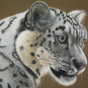 Léopard des neiges - Impression glissée d&#39;un dessin au pastel sec hyperréaliste, dessin au crayon hyperréaliste, pastel doux