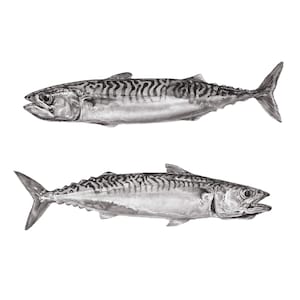 Mackerel Duo -  Glicée print of graphite pencil drawing