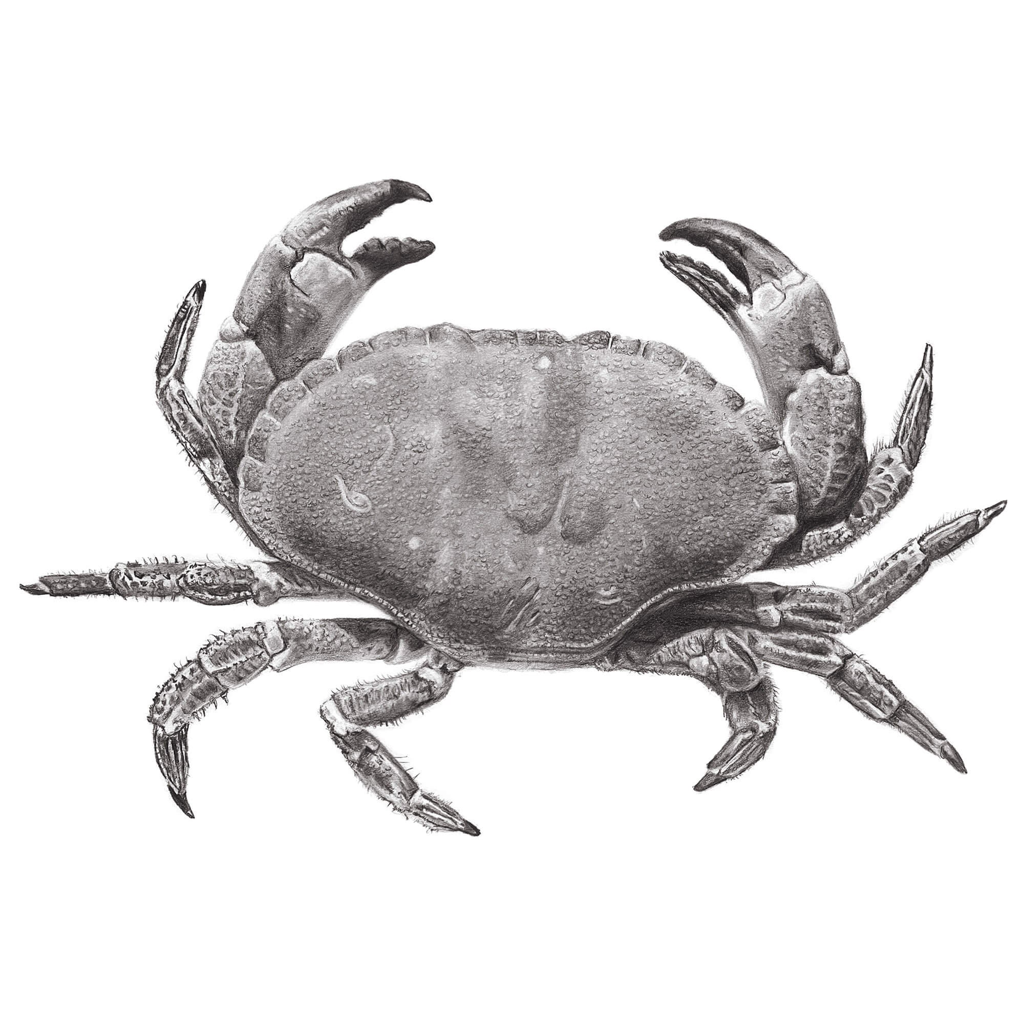 Edible crab glicée print of graphite pencil drawing