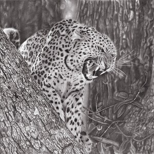 Leopard -  Glicée print of graphite pencil drawing