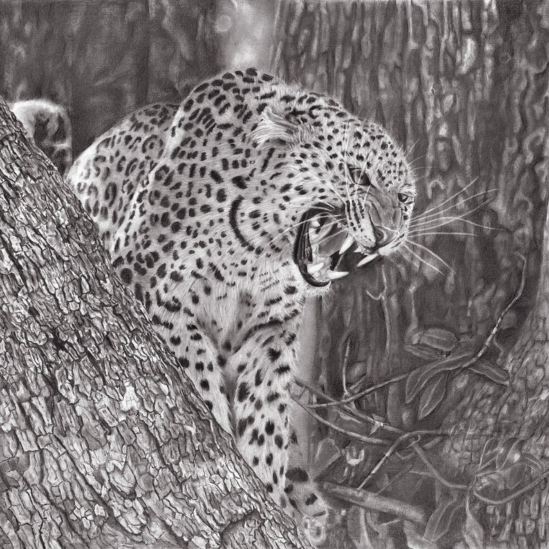 Leopard Glicée print of graphite pencil drawing image 1