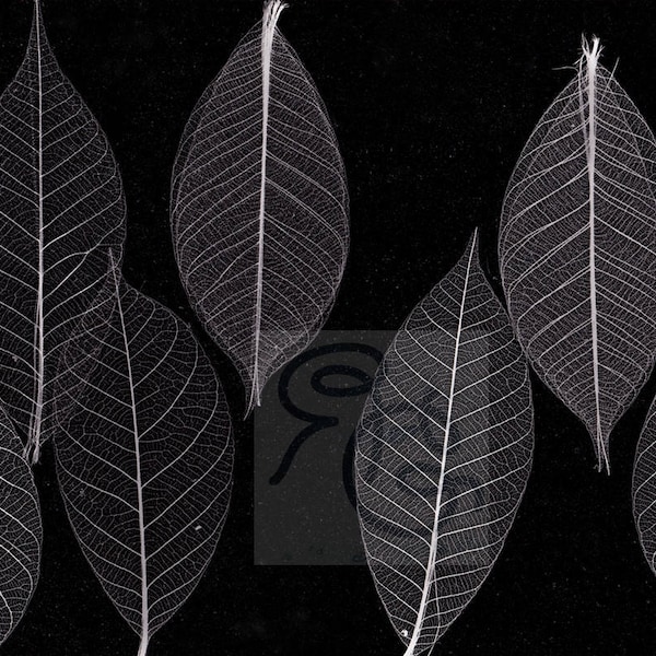 Skeleton Leaves Art - 8X10 Photogram Art Print, Silver Gelatin Digital Print, Dark Room Photography, Minimalist Art, Nature Art