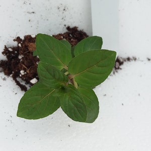 Blackstem Peppermint mint