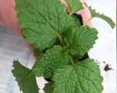 Lemon Balm Starter