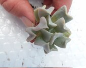 Baby Topsy Turvy Echeveria