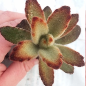 Kalanchoe tomentosa chocolate Soldier starter succulent plant