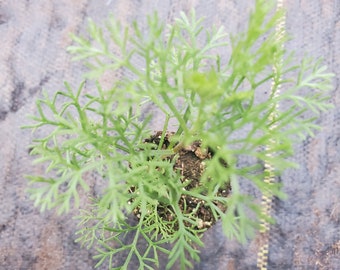 May include: A small green plant with delicate, feathery leaves growing in a pot. The plant is sitting on a gray and brown textured surface.