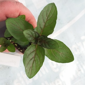 Live Peppermint Plant Dark Leaved mint