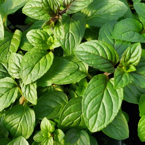 Candy Mint Peppermint mentha piperita &#39;Candy&#39;