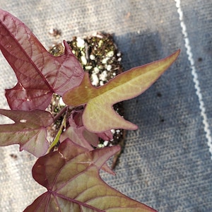 May include: Close-up of a young sweet potato plant with burgundy and green leaves. The leaves have a unique shape and prominent veins. The plant is in a small pot with soil and is set against a gray background.