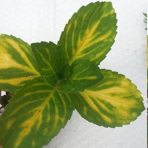 Variegated Ginger Mint * *