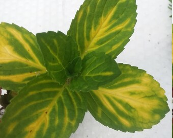 Variegated Ginger Mint * *