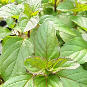 Mint Basil
