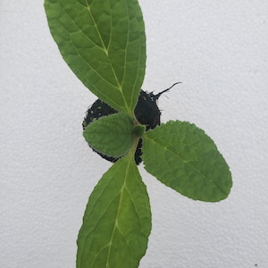May include: Overhead shot of a small plant with three large, green leaves emerging from a dark soil base. The leaves have prominent veins and a slightly textured surface. The plant is in a small black pot, set against a white background.