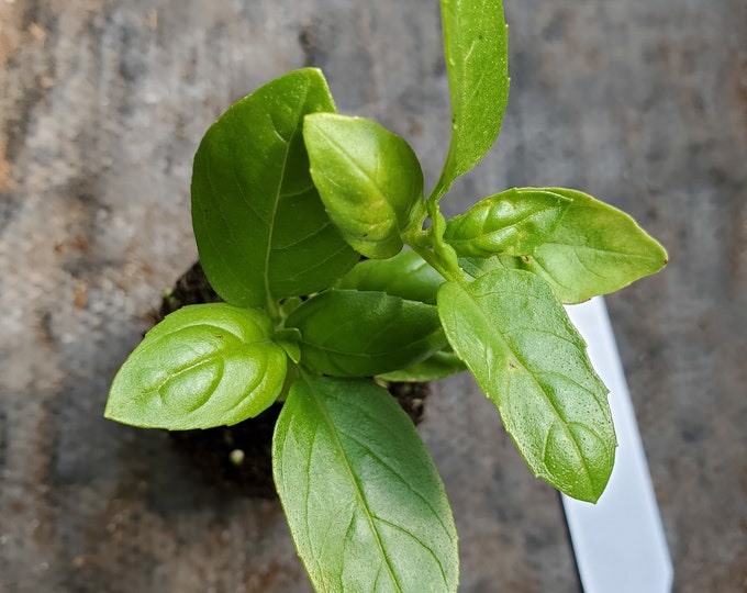 Basil Italian Large Leaf Sweet Etsy