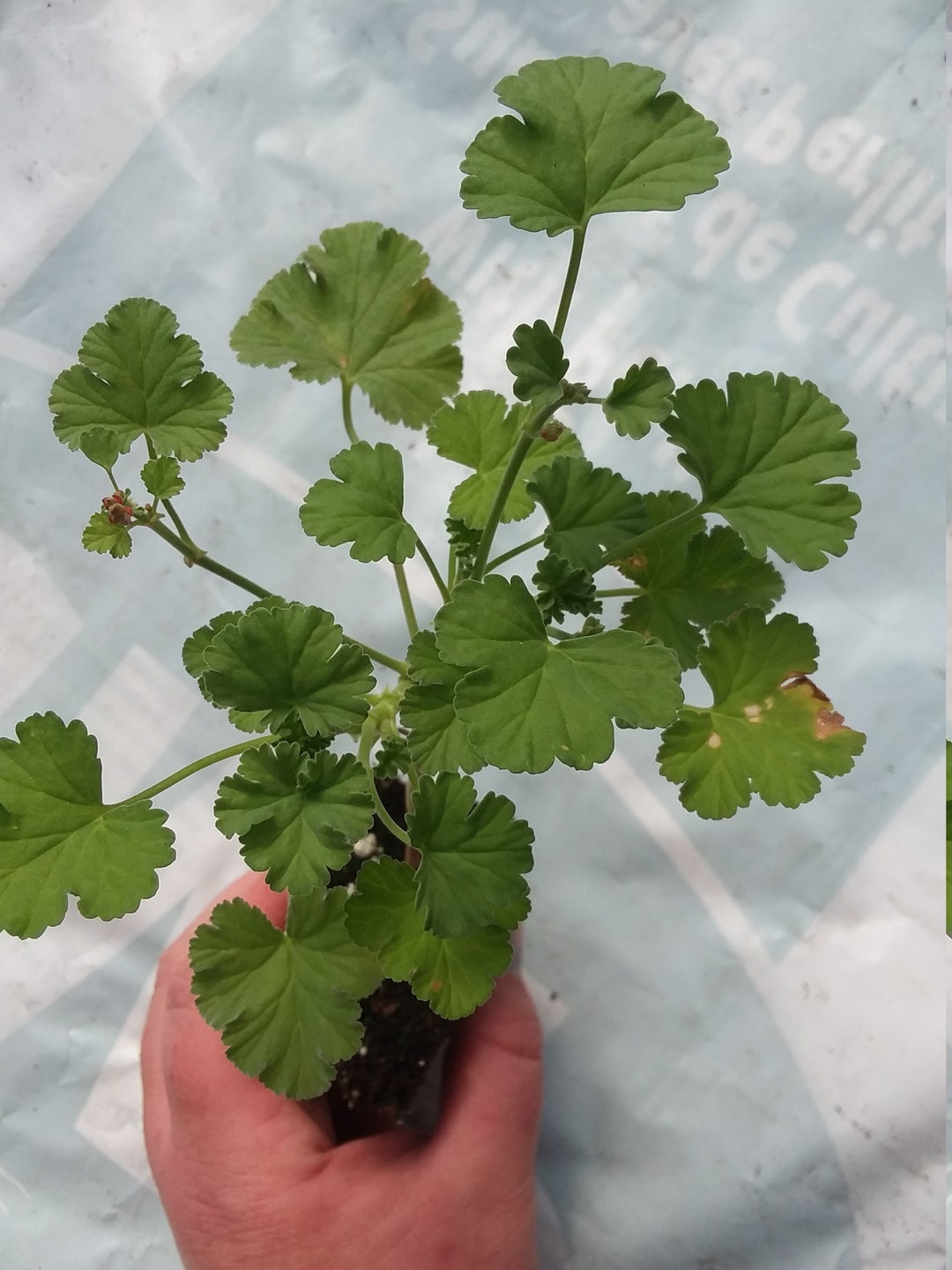 Scented Geranium 'apple Scent' Etsy