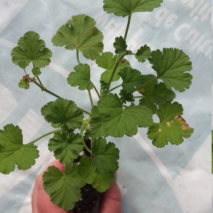 Scented Geranium 'Apple scent'