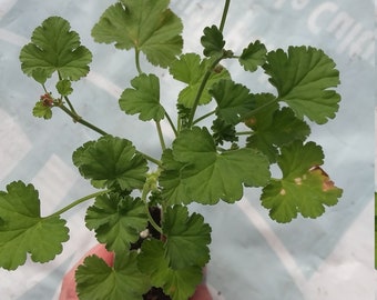 Scented Geranium 'Apple scent'