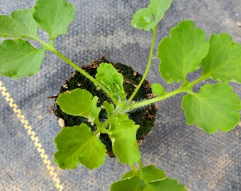 Chelidonium Majus Celandine